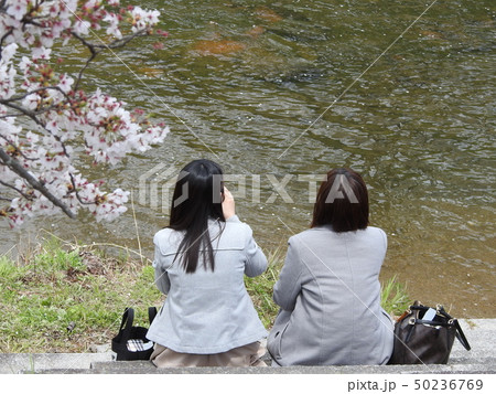 佐保川 桜 2019 佐保川 桜 2019 50236769