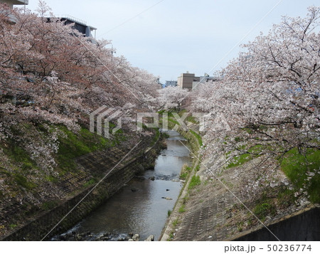 佐保川　桜　2019 50236774