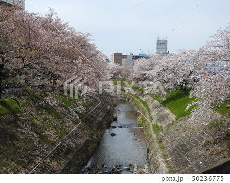 佐保川　桜　2019 50236775