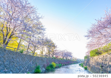 綾南公園の桜 50236945