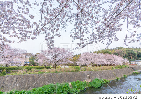 綾南公園の桜 50236972