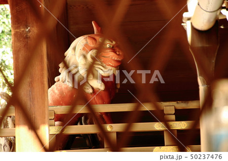 下鴨神社、狛犬、賀茂御祖神社 下鴨神社、狛犬、賀茂御祖神社 50237476