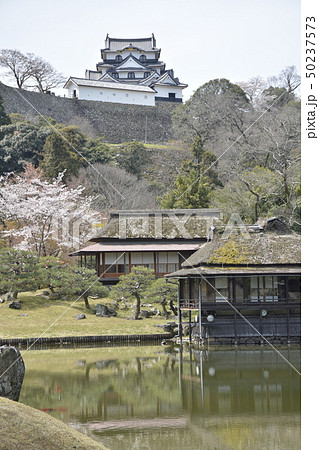 【滋賀県　彦根市】春の玄宮園と彦根城 50237573