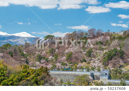 霞ヶ城公園の桜 50237606