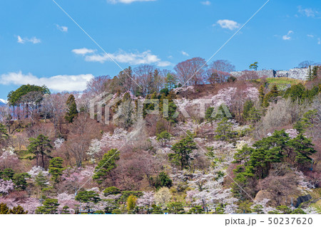 霞ヶ城公園の桜 霞ヶ城公園の桜 50237620