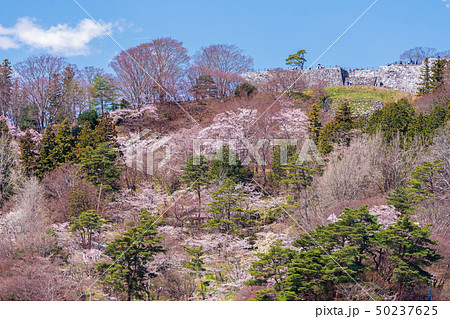 霞ヶ城公園の桜 50237625