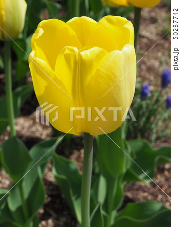 チューリップ チューリップ 50237742