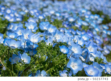 滋賀のチューリップ畑 50237743