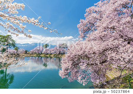 六道の堤の桜の写真素材