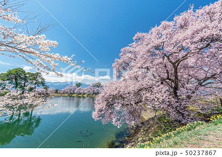 六道の堤の桜 六道の堤の桜 50237867