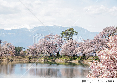 六道の堤の桜 50237883