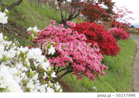 笠間つつじ公園 茨城県笠間市 笠間つつじ公園 茨城県笠間市 50237996