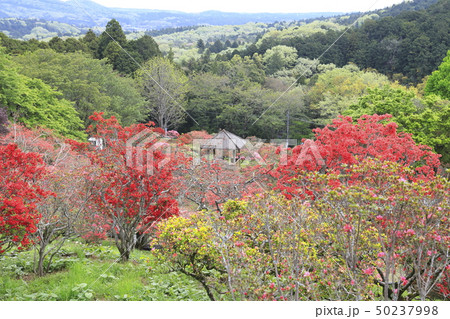 笠間つつじ公園　茨城県笠間市 50237998