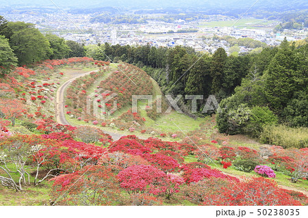 笠間つつじ公園　茨城県笠間市 50238035