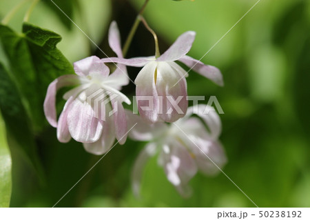 イカリソウ イカリソウ 50238192