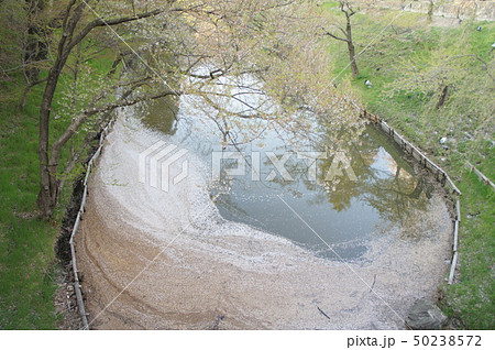 上田城の堀の花筏 上田城の堀の花筏 50238572