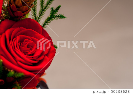 Close up of red roses with a cone 50238628