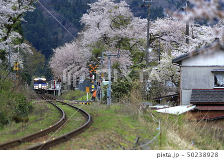 春の咲花駅(磐越西線) 春の咲花駅(磐越西線) 50238928