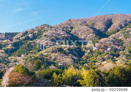 桜川市の桜 50239096
