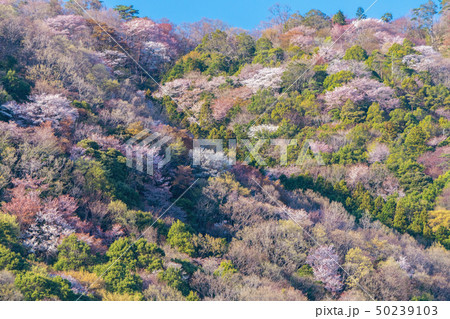 桜川市の桜 50239103