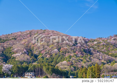 桜川市の桜 50239147