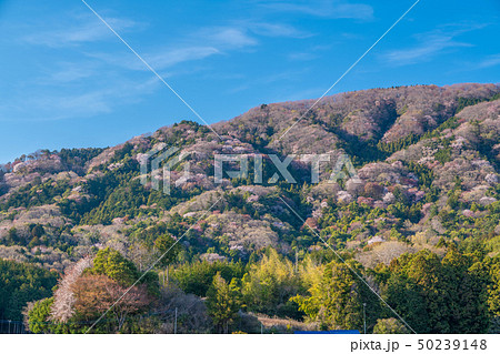 桜川市の桜 50239148