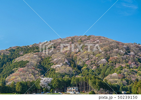 桜川市の桜 桜川市の桜 50239150