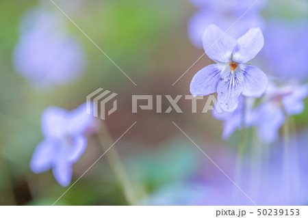 桜川市磯部稲村神社のスミレ 50239153
