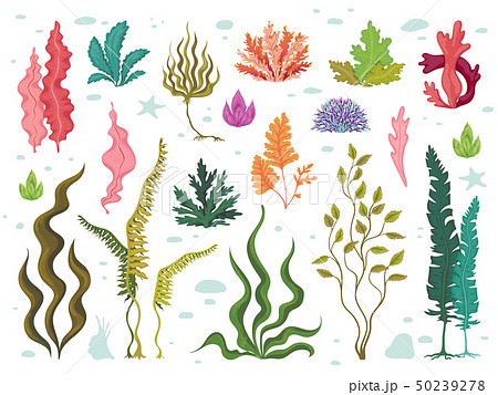 Seaweeds. Sea underwater plants, ocean coral reef and aquatic kelp, hand drawn marine flora set Seaweeds. Sea underwater plants, ocean coral reef and aquatic kelp, hand drawn marine flora set 50239278