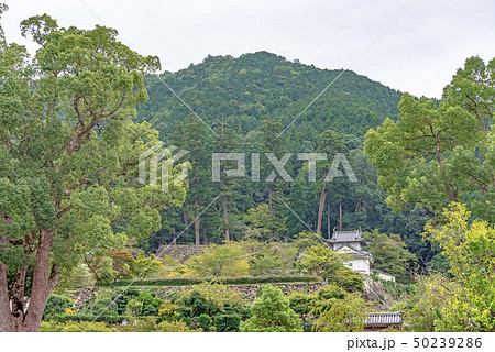 出石城と有子山の風景 50239286