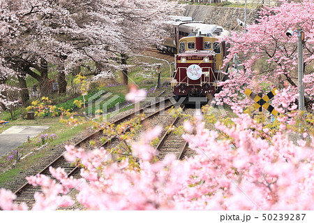 わたらせ渓谷鐵道「春爛漫・花咲く水沼駅から見た風景」 50239287