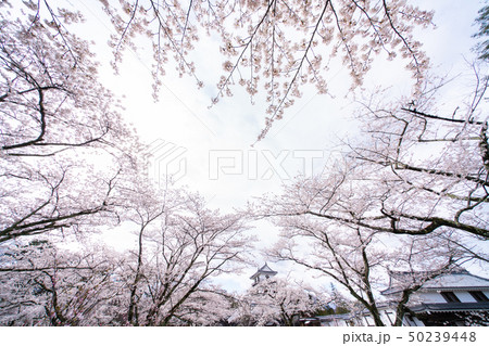白石城の桜 白石城の桜 50239448
