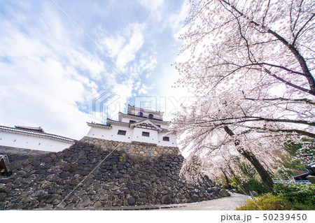 白石城の桜 50239450
