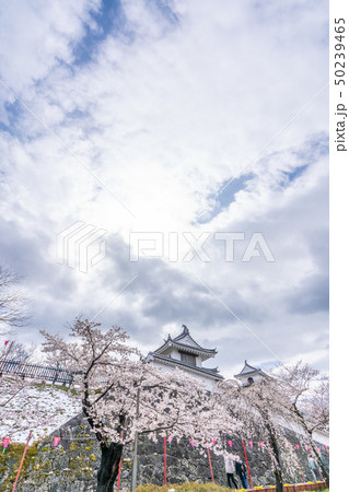 白石城の桜 50239465