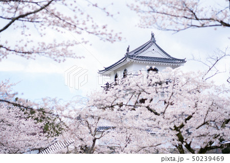 白石城の桜 50239469