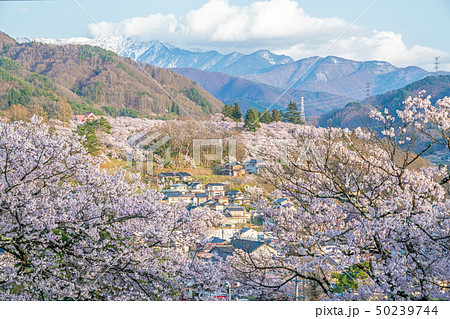 高遠城址公園の桜 高遠城址公園の桜 50239744