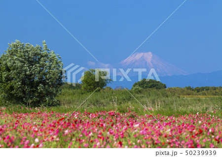 青空とポピー 50239939