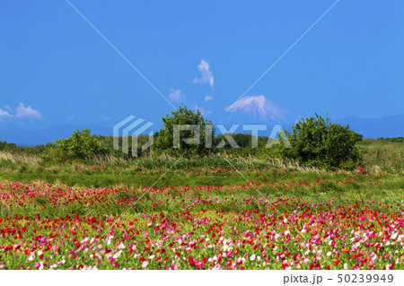 青空とポピー 50239949