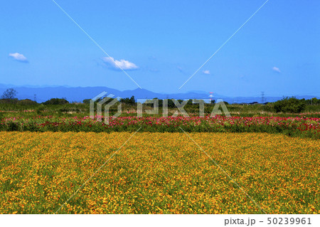 青空とポピー 50239961