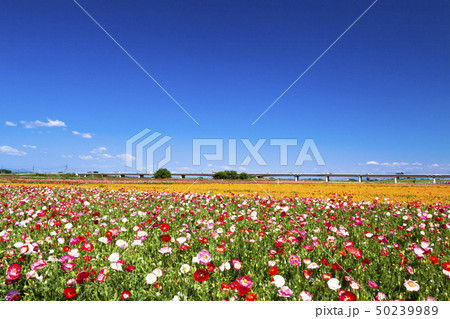 青空とポピー 50239989