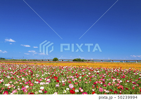青空とポピー 青空とポピー 50239994