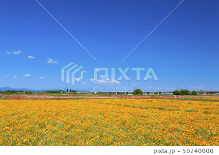 青空とポピー 50240000