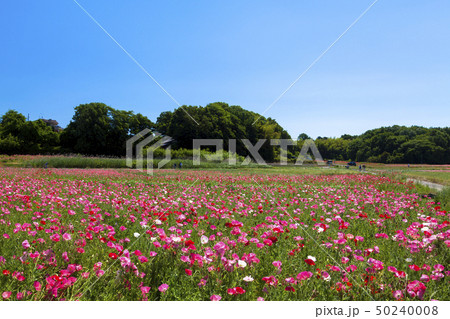 青空とポピー 50240008