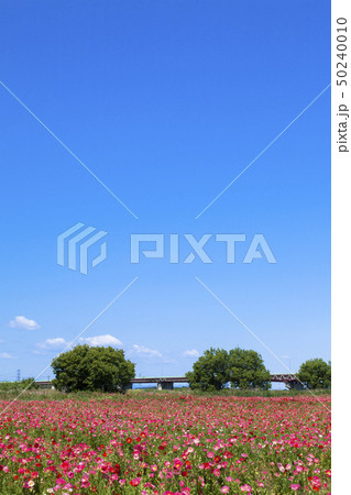 青空とポピー 50240010