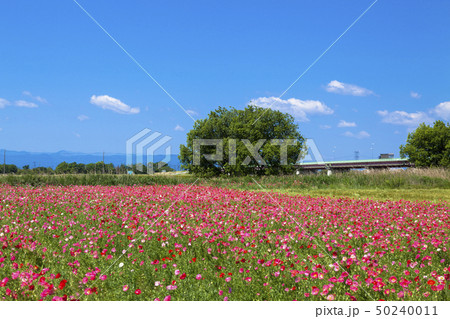 青空とポピー 50240011