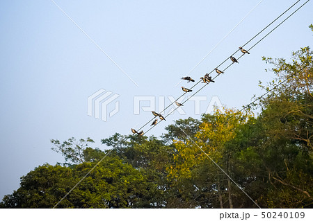 Many Sparrows pas serine birds on electric cable Many Sparrows pas serine birds on electric cable 50240109