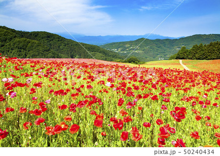 天空のポピー 50240434