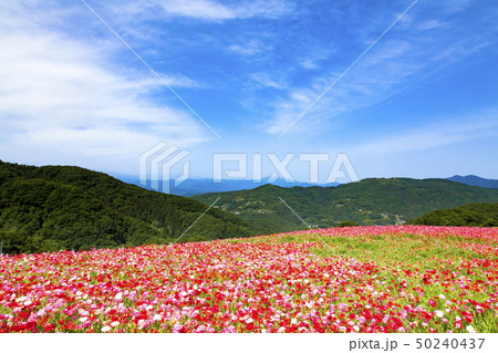 天空のポピー 50240437