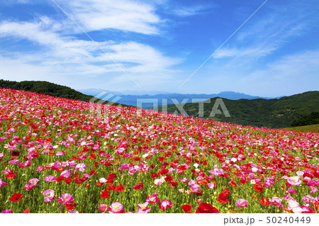 天空のポピー 50240449