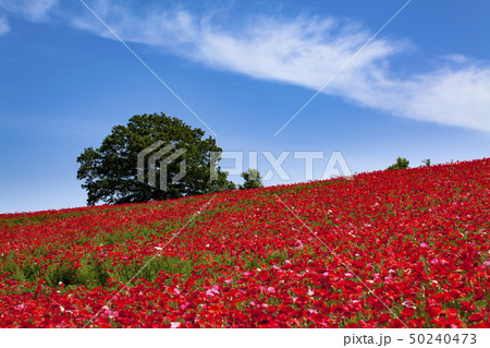 天空のポピー 50240473
